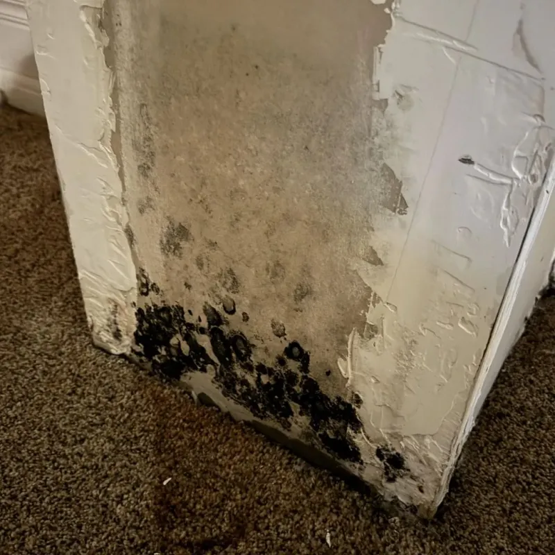 Professional Mold Removal in Winfield, IL